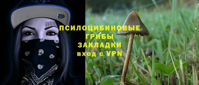 Галлюциногенные грибы MAGIC MUSHROOMS  цена наркотик  Алексин 